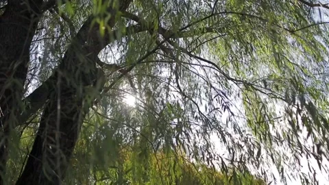Slow moving under willow tree with sun close leaves Stock Footage 153553981