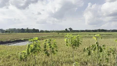 Slow Moving View of Rice Field Beneath Dramatic Cloudy Sky Stock Footage 340453785