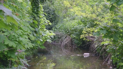 Slow moving water stream in forest Vidéo 75501611