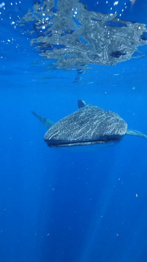 Slow-Moving Whale Shark Opening Mouth While Swimming With Small Pup - Isla Stock Footage 234023170