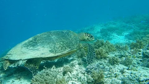 Slow old tortoise. Stock Footage 122492755