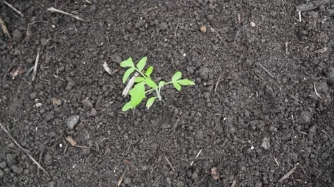 Slow overhead shot of single plant seedling pulling out from planting bed. Stock Footage 150809072