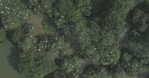 Slow overhead tracking shot over bird sanctuary in Casanare, Colombia Vídeos de archivo 92796631