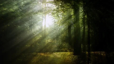Slow paced and calm forest background animation loop 스톡 동영상 88771857