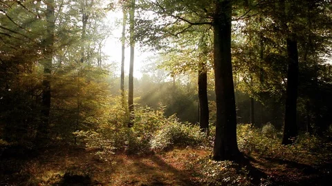 Slow paced and calm forest background animation loop Stock-Footage 88772288