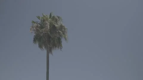SLOW PALM TREE Stock-Footage 198437945