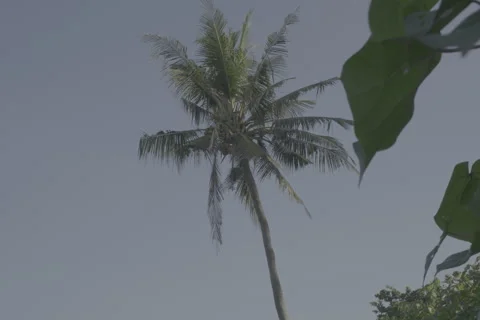 Slow Palm Tree Reveal Stock-Footage 246410593
