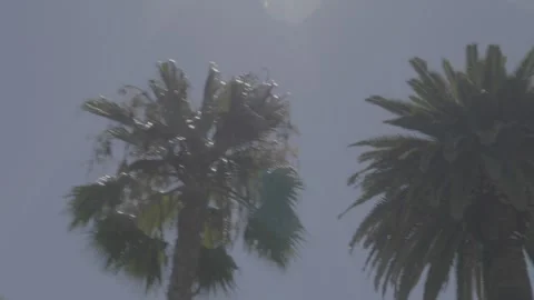 SLOW PALM TREE TRACK 2 Stock-Footage 198437461