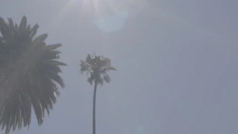 SLOW PALM TREE TRACK Stock-Footage 198437462