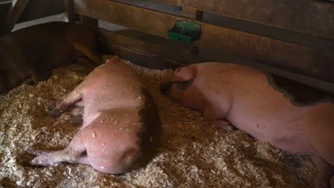Slow pan of 1 brown and 2 pink hogs sleeping in a pen Stock Footage 149095523