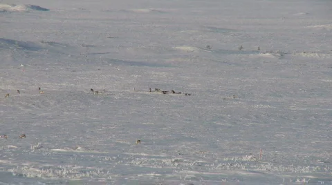Slow pan across arctic landscape, Norway, Reindeer Stock Footage 506828