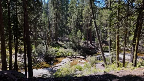 Slow Pan Across a Clear Mountain Creek in a Dense Sunny Sierra Nevada Forest Stock Footage 321099144