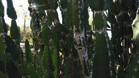 Slow pan across dark cacti plants cactus with sunshining through Video stock 109018326