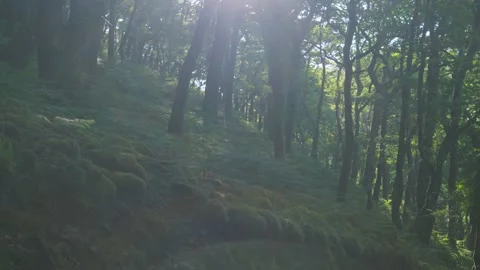 Slow Pan Across Dense Forest Woodland with Bright Early Morning Sun Flare. Stock Footage 311623258