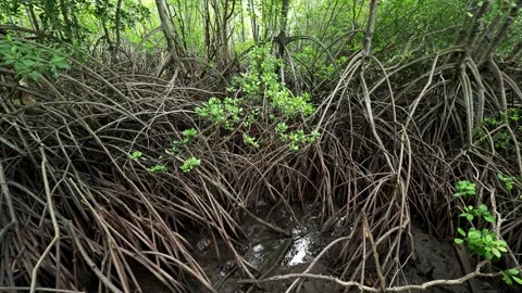 Slow Pan Across Dense Mangrove Roots in Tropical Forest Vidéo 340376792