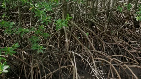 Slow Pan Across Extensive Mangrove Root System in Tropical Estuary Stock Footage 339384177