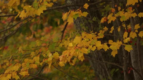 Slow Pan Across Fall Foliage in Maine Stock Video Vídeos de archivo 38258274
