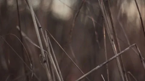 Slow pan across grass Stock Footage 44802635