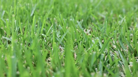 Slow Pan Across Grass Textures in Lush Field Stock Footage 260967260