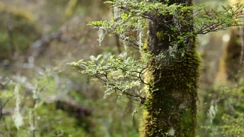 Slow Pan Across Mossy Tree in Lush New Zealand Rainforest Stockbeeldmateriaal 313169553