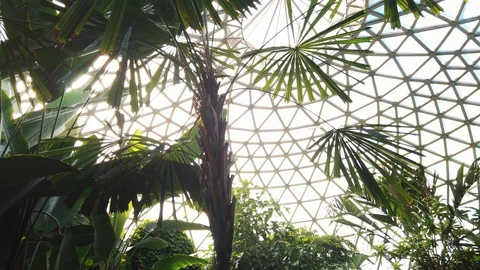 Slow pan across palm trees with tropical dome in background Video stock 109019042