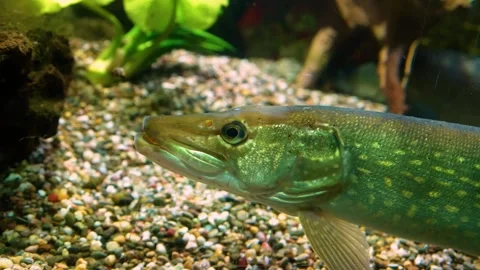 Slow pan across a pike fish relaxing Stock Footage 294835559