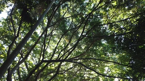 Slow pan across rainforest trees overhead with sunlight coming through Video stock 109022609