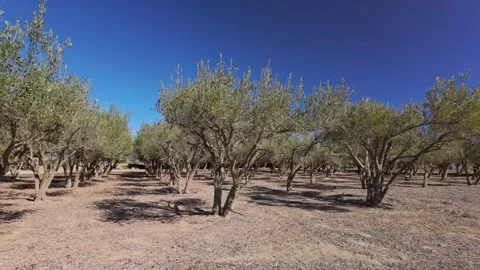 A slow pan across rows of olive trees in a sunlit orchard Stock-Footage 330138998