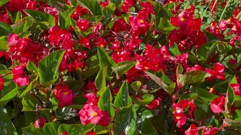 Slow pan across rows of pink and red flowers Stock Footage 239098350