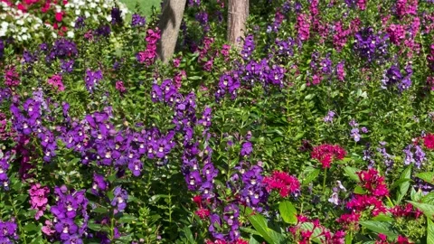 Slow pan across rows of purple and pink flowers Stock Footage 239098646