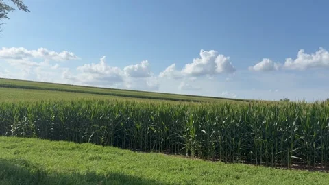 Slow Pan Across Summer Cornfield with Barn and Tree Branches Stock Footage 340049627