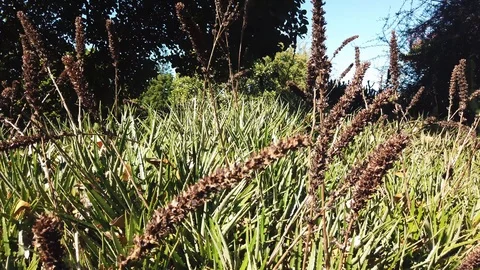 Slow pan across thick cactus leaves and long reeds Video stock 109017510