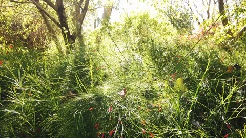 Slow pan across thin plant with red flowers and sunlight in background Video stock 109022631