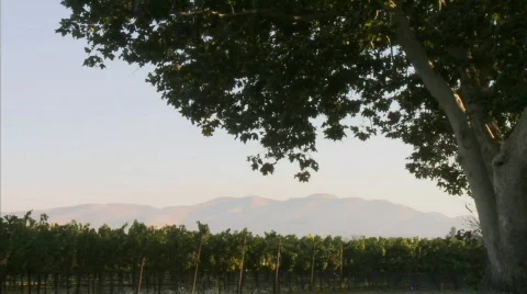 Slow pan across a vineyard on a windy day in California Stock Footage 554537