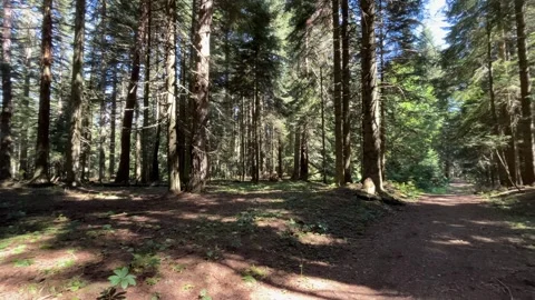 Slow Pan Along a Sunlit Forest Trail in Abant Stock Footage 345520152