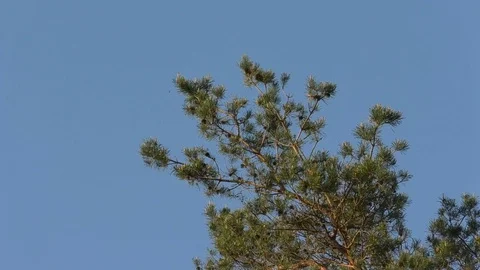 Slow pan along the top of a pine tree. Pine tree crown, clear, blue sky Stock Footage 76777847