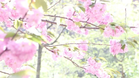 Slow Pan and Rack on Cherry Blossoms Stock Footage 24369276