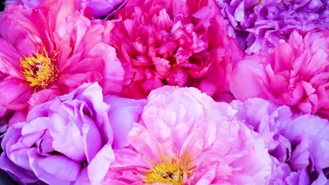 Slow Pan and Zoom Close-up of Colorful Peony Blooms in Japan Видео 332756965