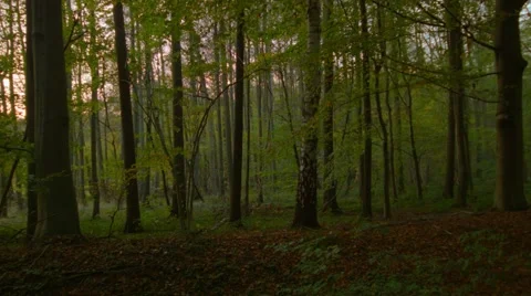 A slow pan in the autumn forest Stock Footage 45029487