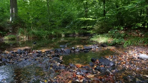 Slow pan on a babbling brook in the forest. Stock Footage 138161031