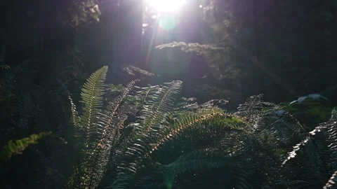 Slow pan of backlit forest flourishing with ferns Video stock 345051625