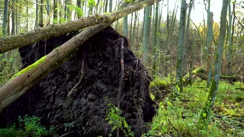 Slow Pan Behind Fallen Tree with Massive Root Network in Green Forest Stock Footage 143919622
