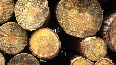 Slow pan bottom to top over big wood tree log or timber stack in the forest Stock Footage 158033523