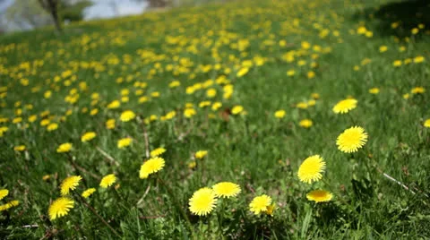 Slow pan: Bright yellow dandelions in expanse of grass Stock Footage 24673164