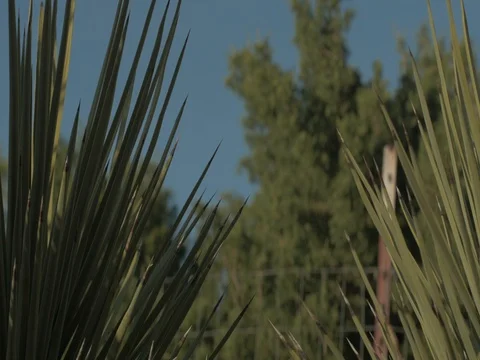 Slow Pan Of Cactus With Juniper in Background Behind Fence Stock Footage 73531002