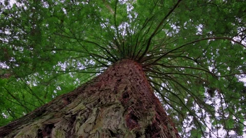 Slow Pan up to the canopy in a forest of redwood trees Stock-Footage 157994916