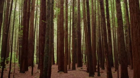 Slow Pan up to the canopy in a forest of redwood trees 库存影片 157994956