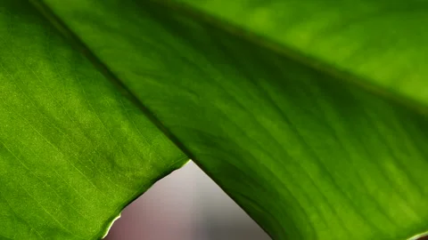A slow pan captures the luxurious leaf of a plant, showcasing intricate tiny 스톡 동영상 271343812