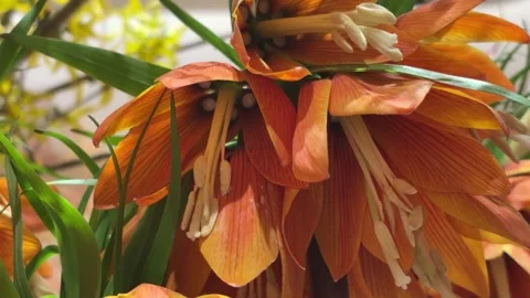 Slow Pan Close Up of Vibrant Orange-Yellow Spring Flower Vídeos de archivo 332451066