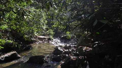 Slow Pan of a Creek Stream Gently Flowing in the Mountains of Tennessee. Stock Footage 143228096